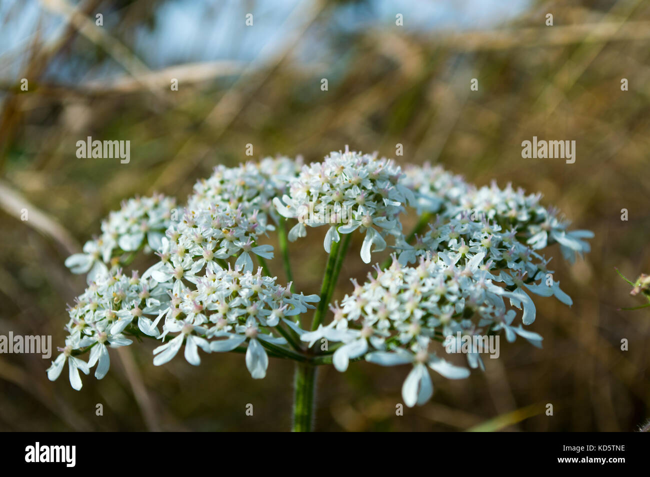Macro british wild meadow la cicuta fiore in piena fioritura con bianco e fiori viola a inizio autunno sbaglia comunemente mucca prezzemolo o dropwort Foto Stock