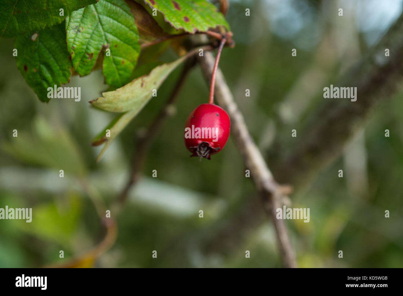 Macro prato selvatico rosa canina bacche seme hip haw hep in autunno e inverno con fogliame verde e siepe dietro nativa per Inghilterra isole britanniche regno unito Foto Stock