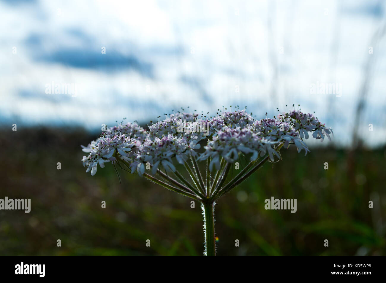 Macro british wild meadow la cicuta fiore in piena fioritura con bianco e fiori viola a inizio autunno sbaglia comunemente mucca prezzemolo o dropwort Foto Stock