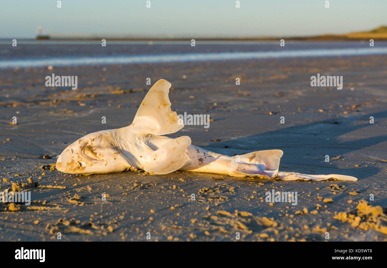 Decadendo i pesci morti lavato fino ad una spiaggia di sabbia. Foto Stock