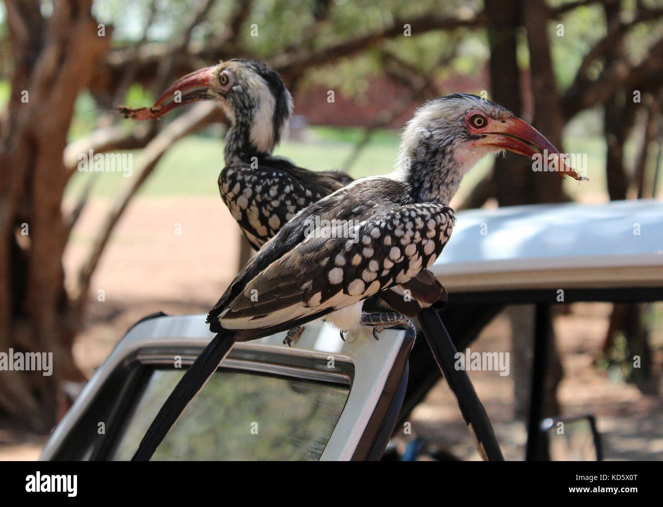 Visitatori inattesi - hornbills a Pilanesberg, Sud Africa Foto Stock