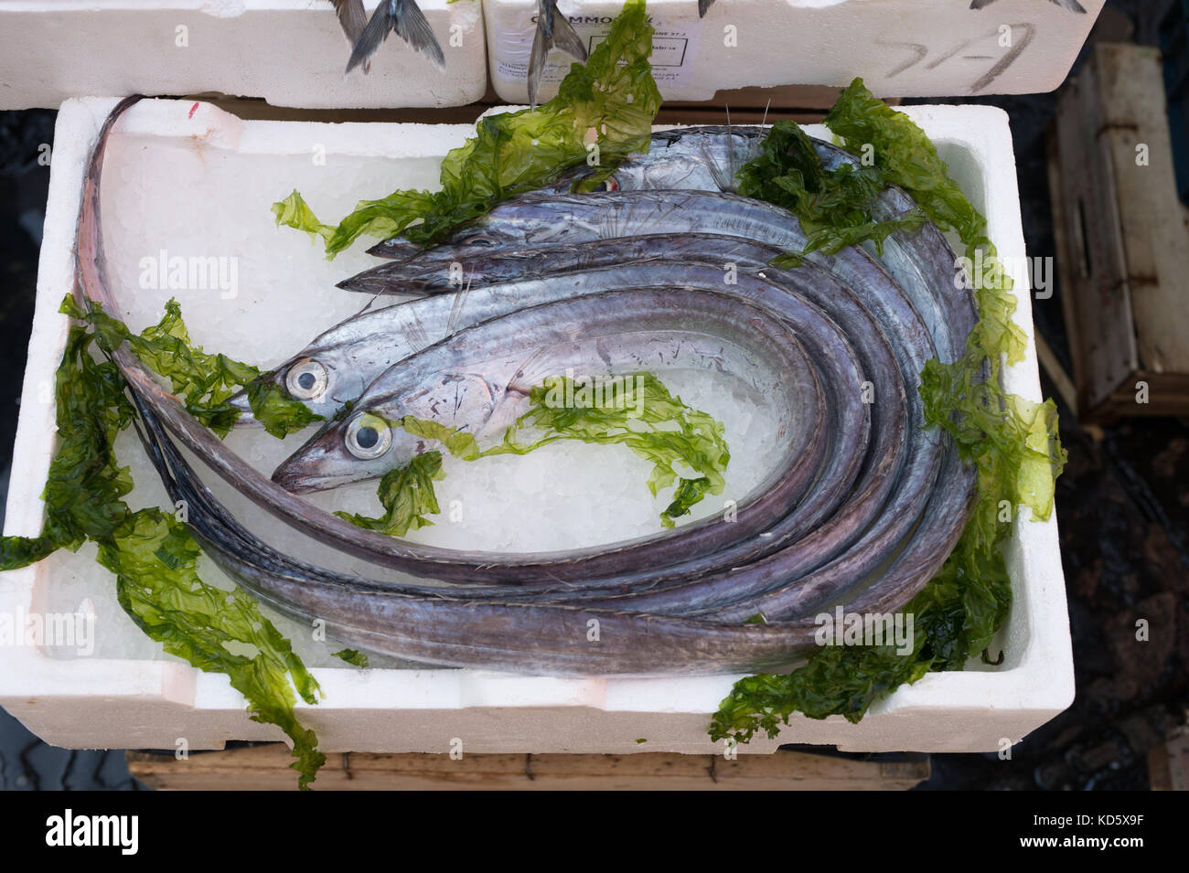 Lepidopus caudatus, pesce bandiera in italiano, al mercato del pesce,napoli Foto Stock