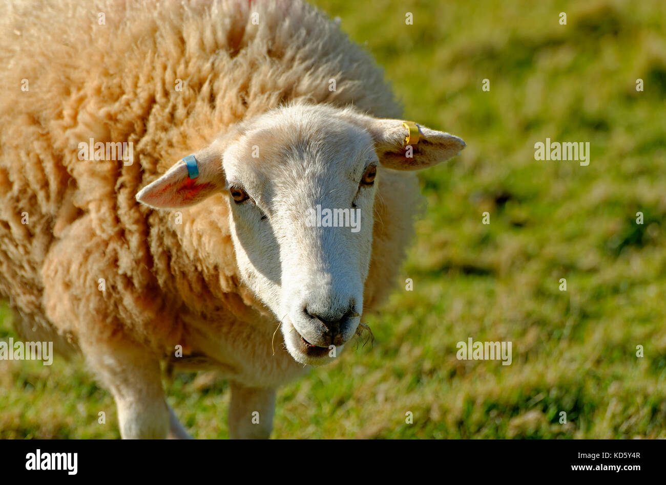 In prossimità di una pecora in Devon England Regno Unito Foto Stock