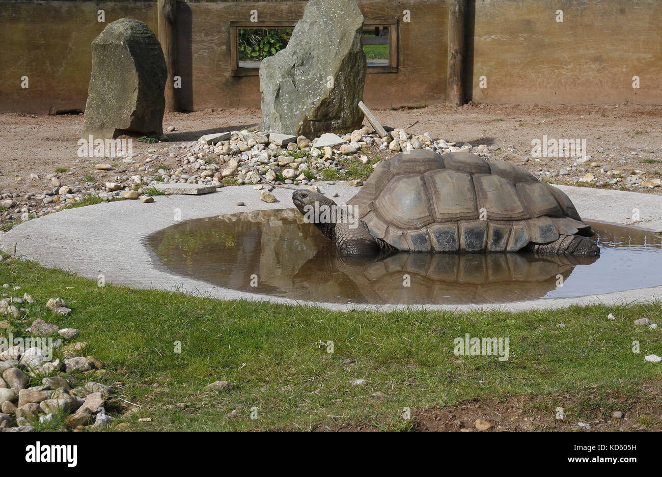 Aldabra tartaruga, Blackpool Zoo, Blackpool, Lancashire, Inghilterra Foto Stock