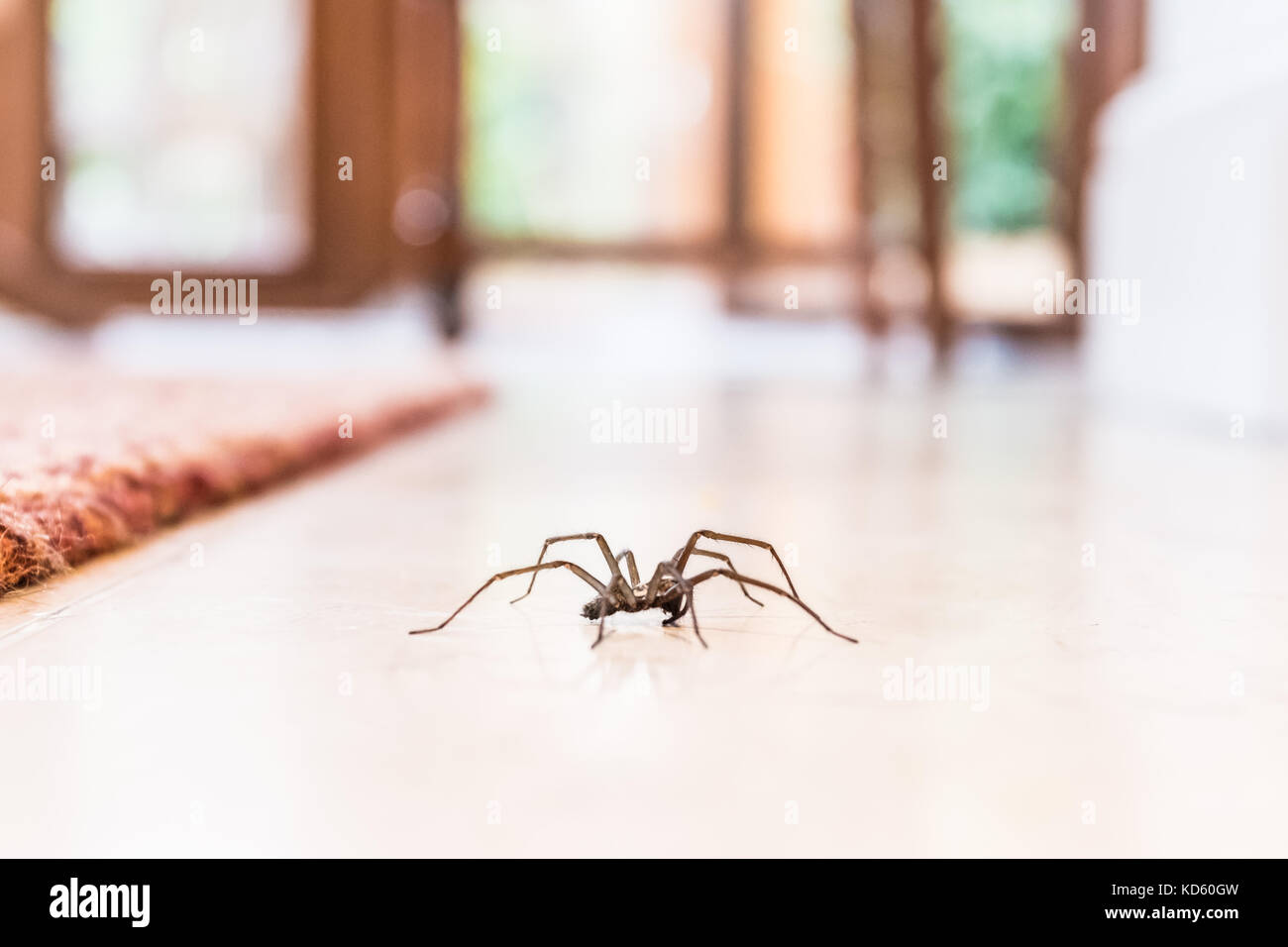 Casa comune spider su una piastrella liscia piano visto dal livello del suolo nella cucina di una casa residenziale Foto Stock
