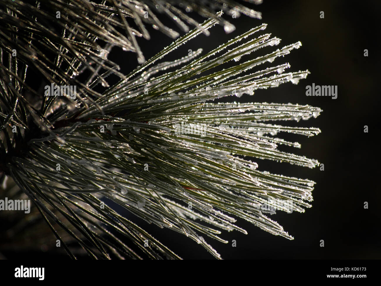 Pino smerigliato fronda all'inizio dell'inverno Foto Stock