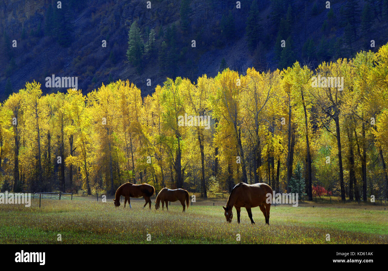 Cavalli al pascolo in autunno pomeriggio di sole in un prato erboso. Foto Stock