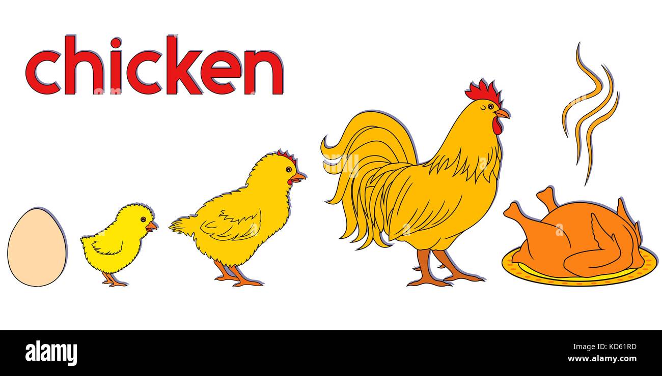 La vita di pollo modo, concettuale cartoon illustrazione vettoriale con fasi della NATO, la crescita e la fine di uccello domestico Illustrazione Vettoriale