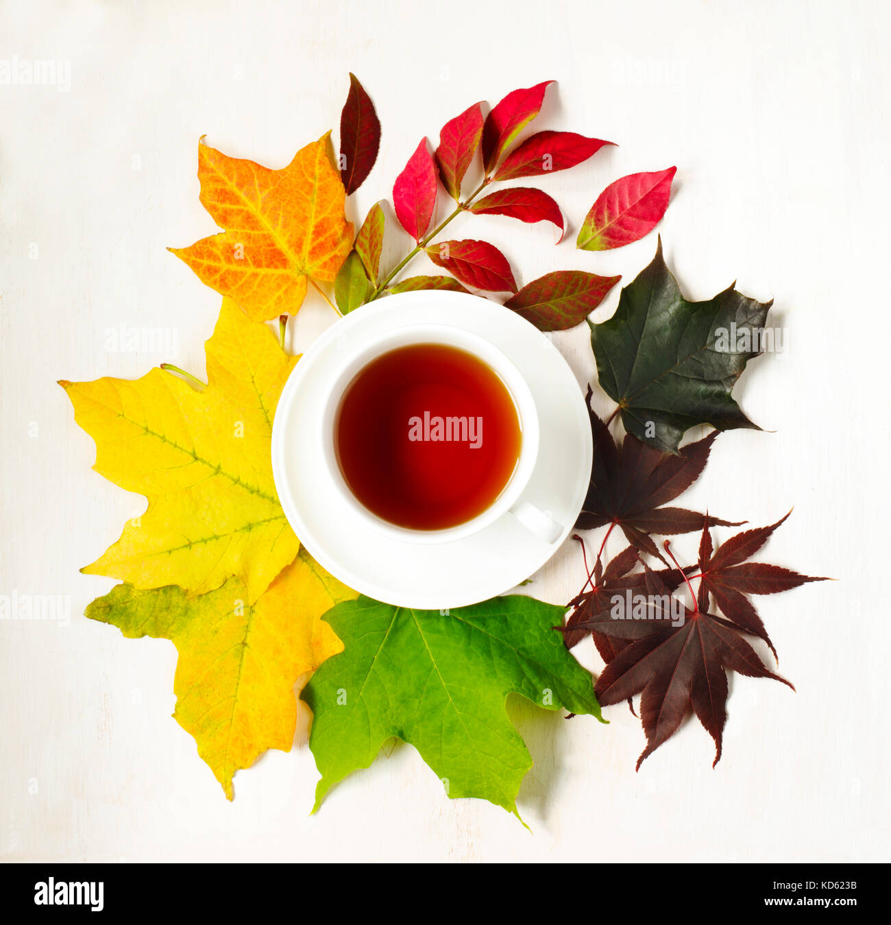 Tazza di tè e in autunno le foglie colorate, vista dall'alto Foto Stock