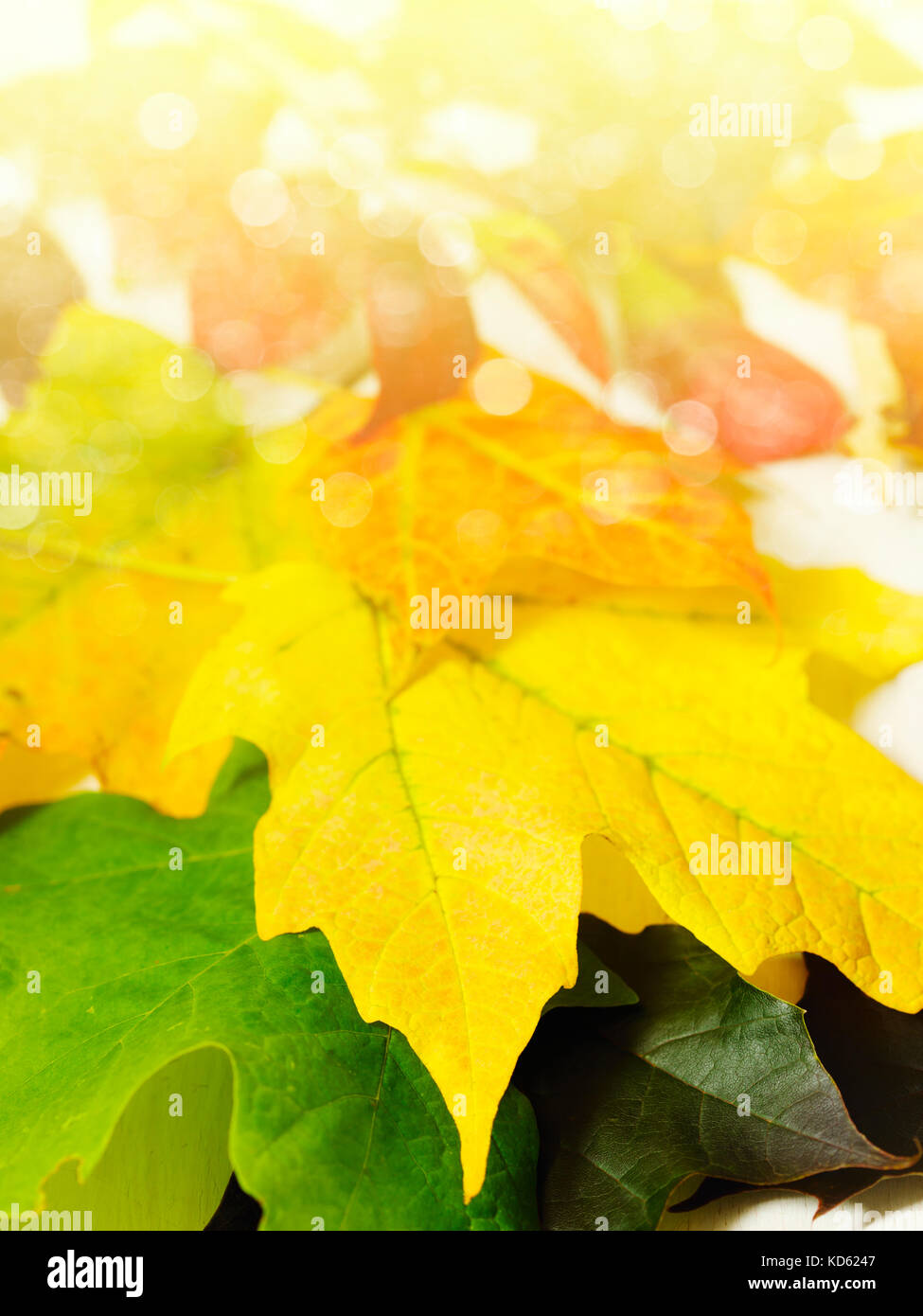 Autunno foglie colorate closeup Foto Stock