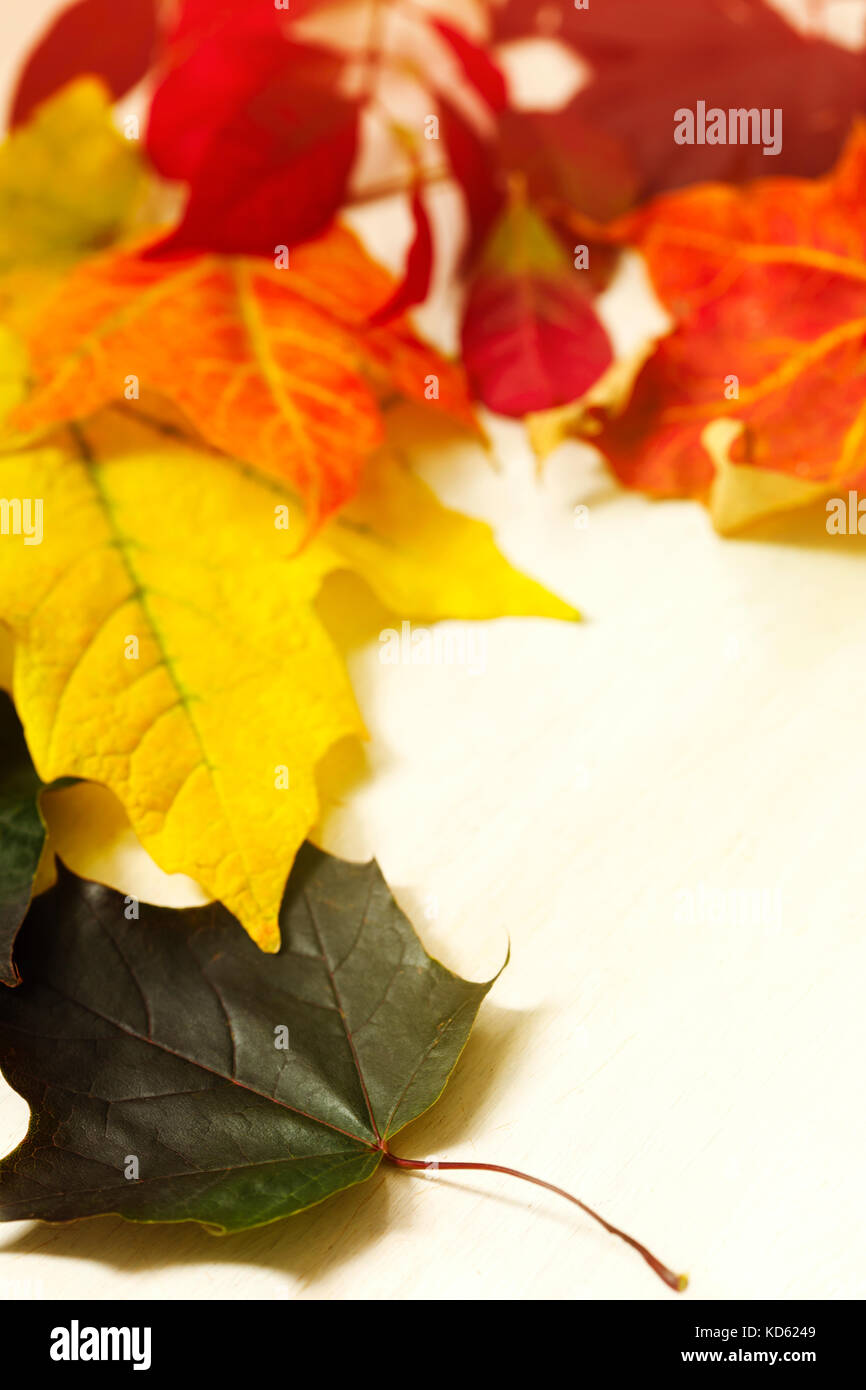 Autunno foglie colorate closeup, il fuoco selettivo Foto Stock