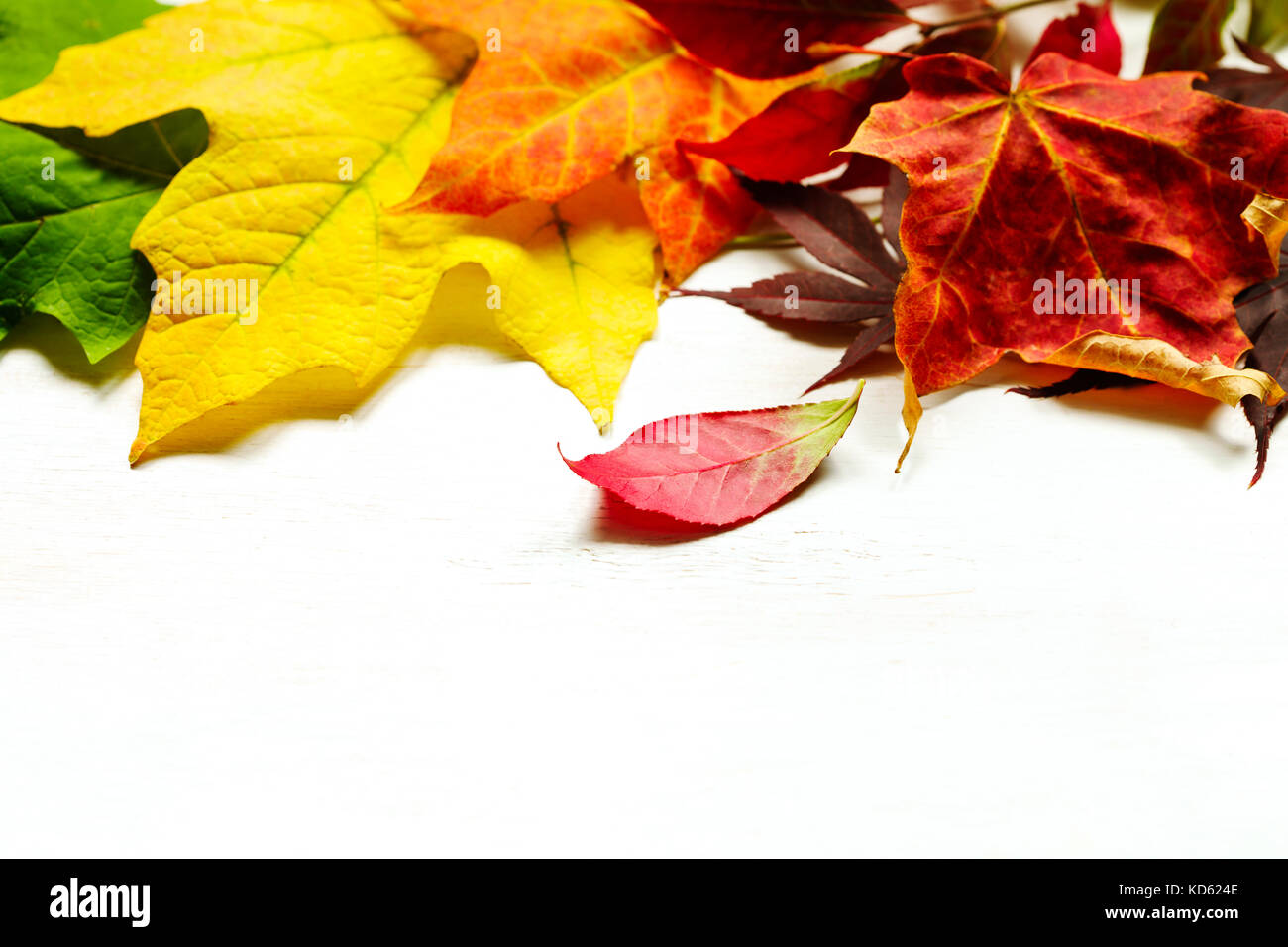 Autunno foglie colorate closeup Foto Stock