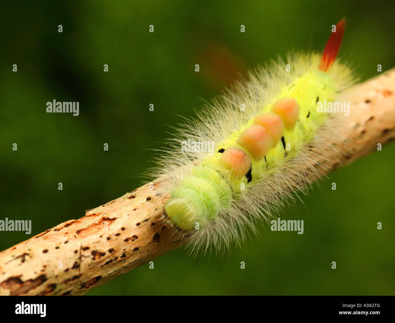 Pale tussock moth caterpillar Foto Stock