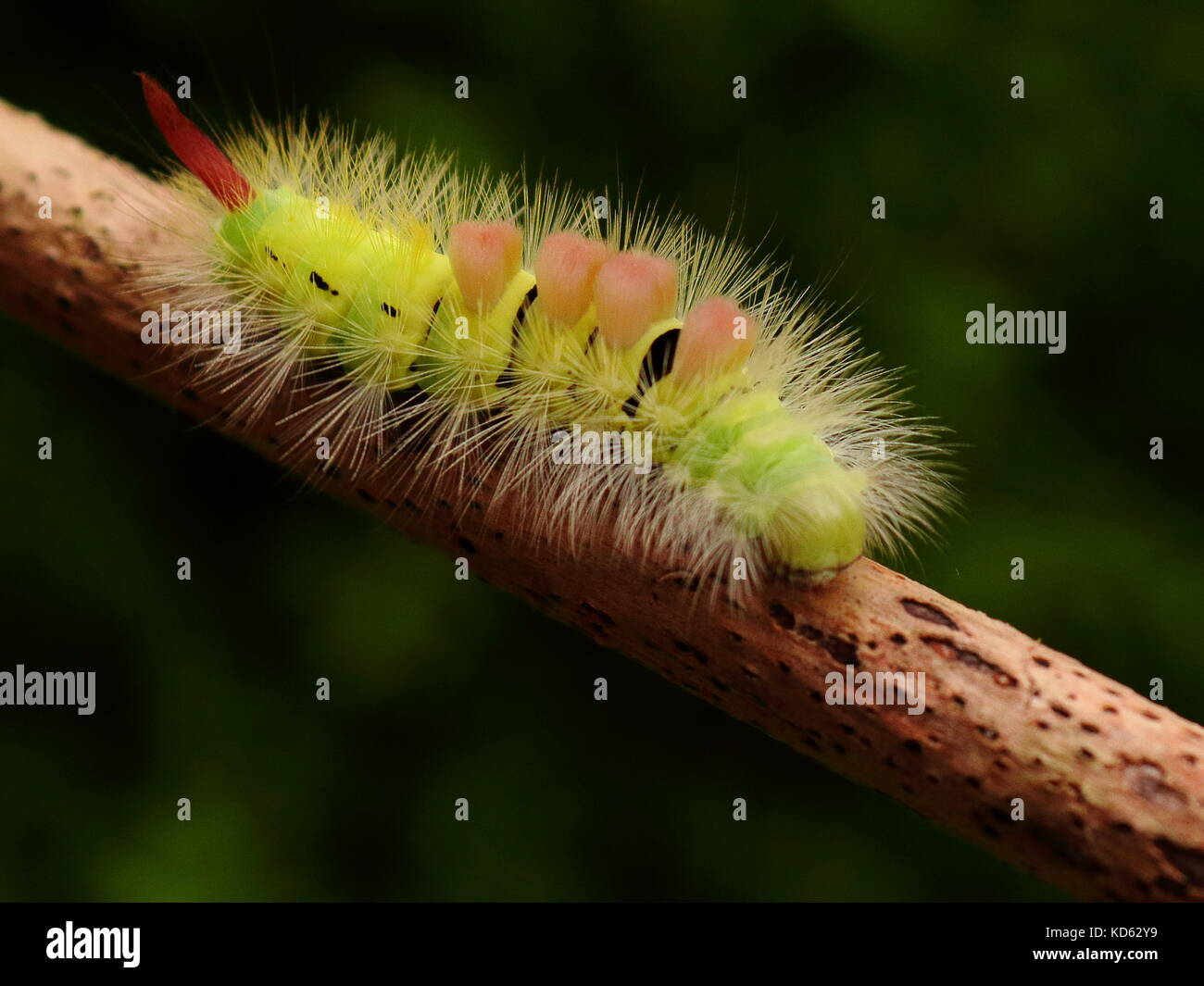 Pale tussock moth caterpillar Foto Stock