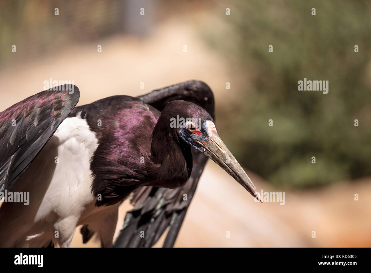 Cicogna abdims ciconia abdimii può essere trovato in Africa centrale Foto Stock