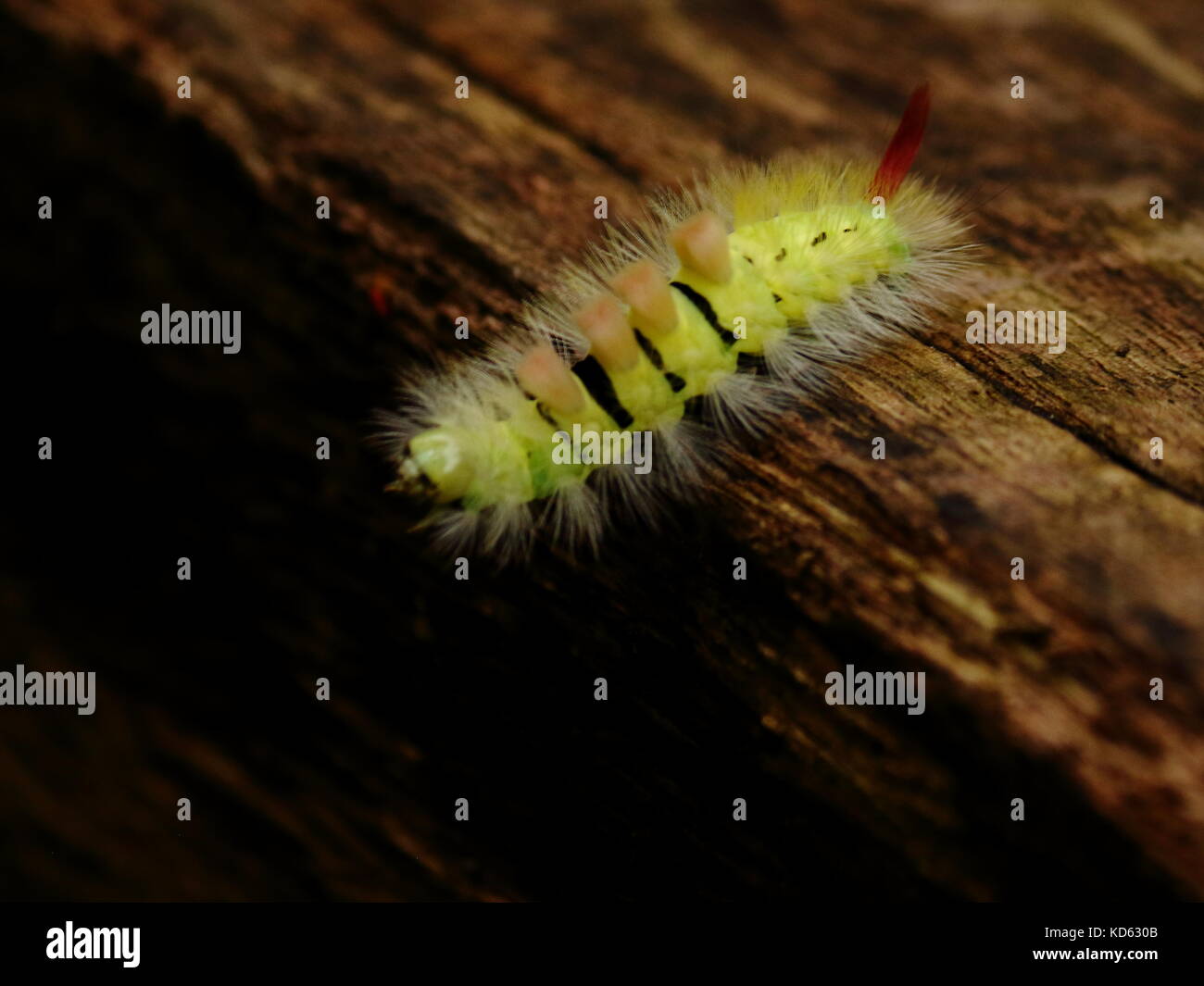 Pale tussock moth caterpillar Foto Stock