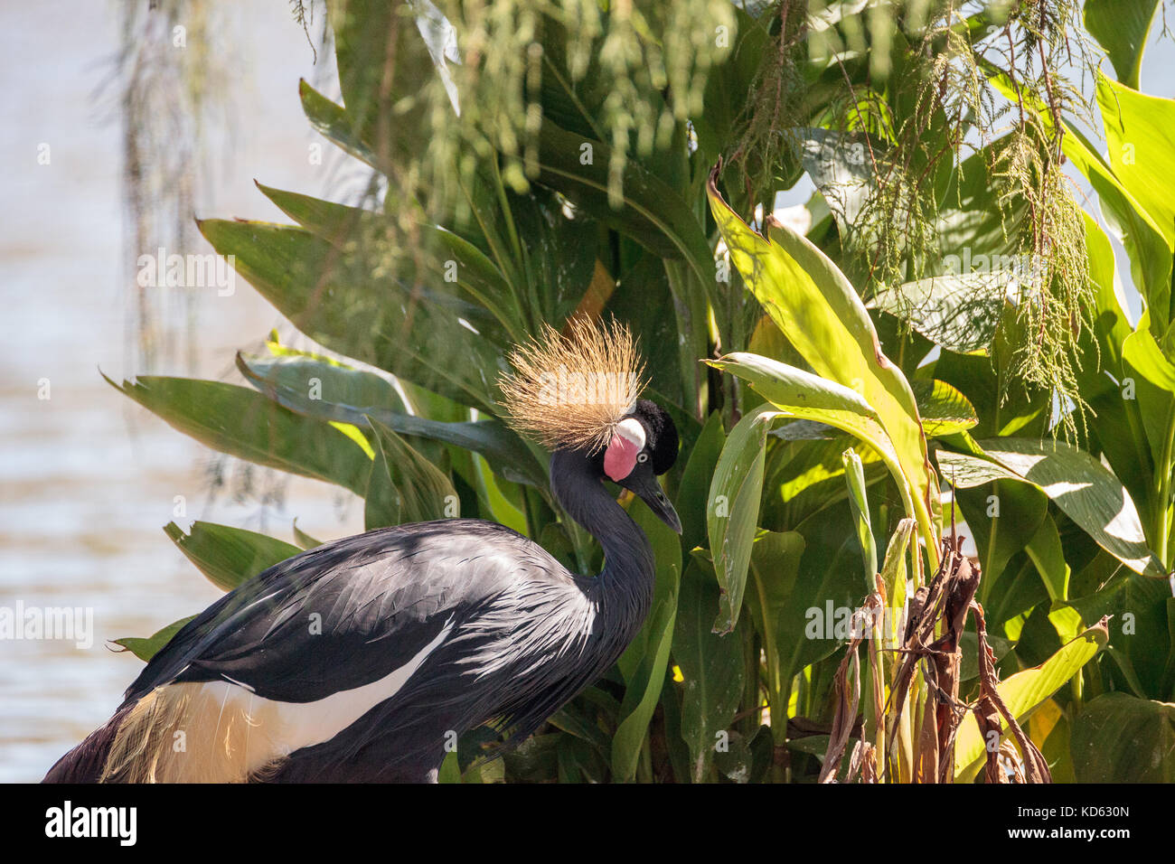 West African nero crowned crane chiamato pavonina Balearica pavonina si trova sulla savana secca in africa Foto Stock