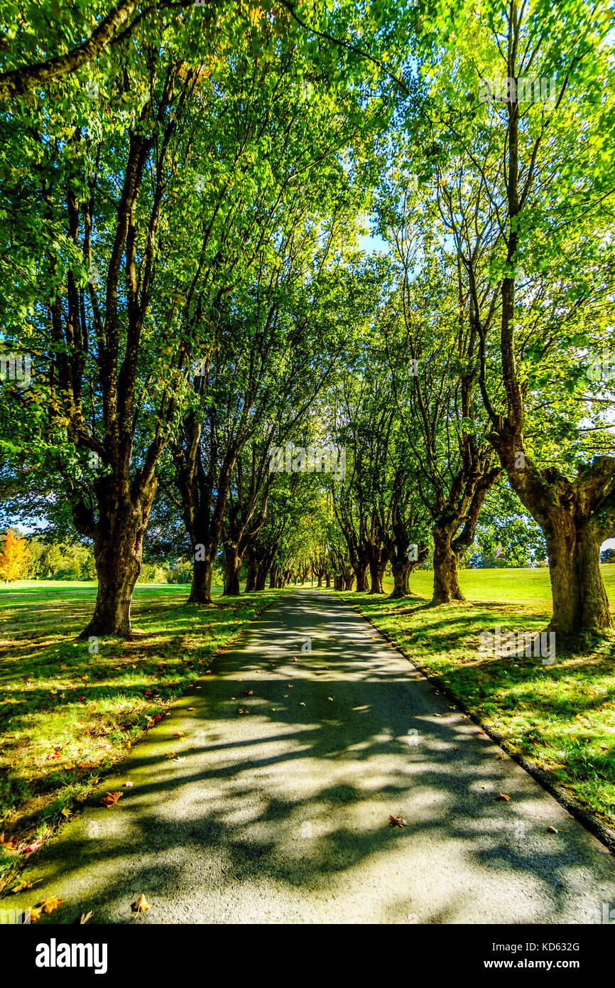 Alberi di acero maturi lungo entrambi i lati di una corsia in un bel giorno di ottobre vicino Fort Langley British Columbia Foto Stock