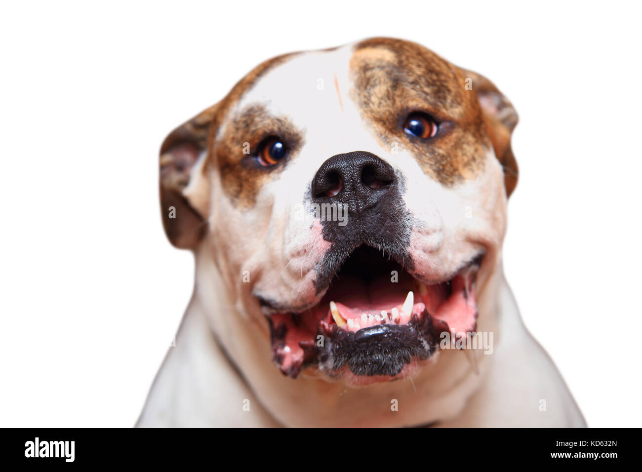 Sorridente bulldog americano isolato su sfondo bianco. headshot di american bulldog. Foto Stock
