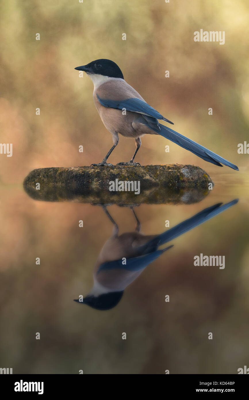Uccello con testa nera e blu coda su una pietra nel mezzo del lago. perfetto riflesso sull'acqua Foto Stock