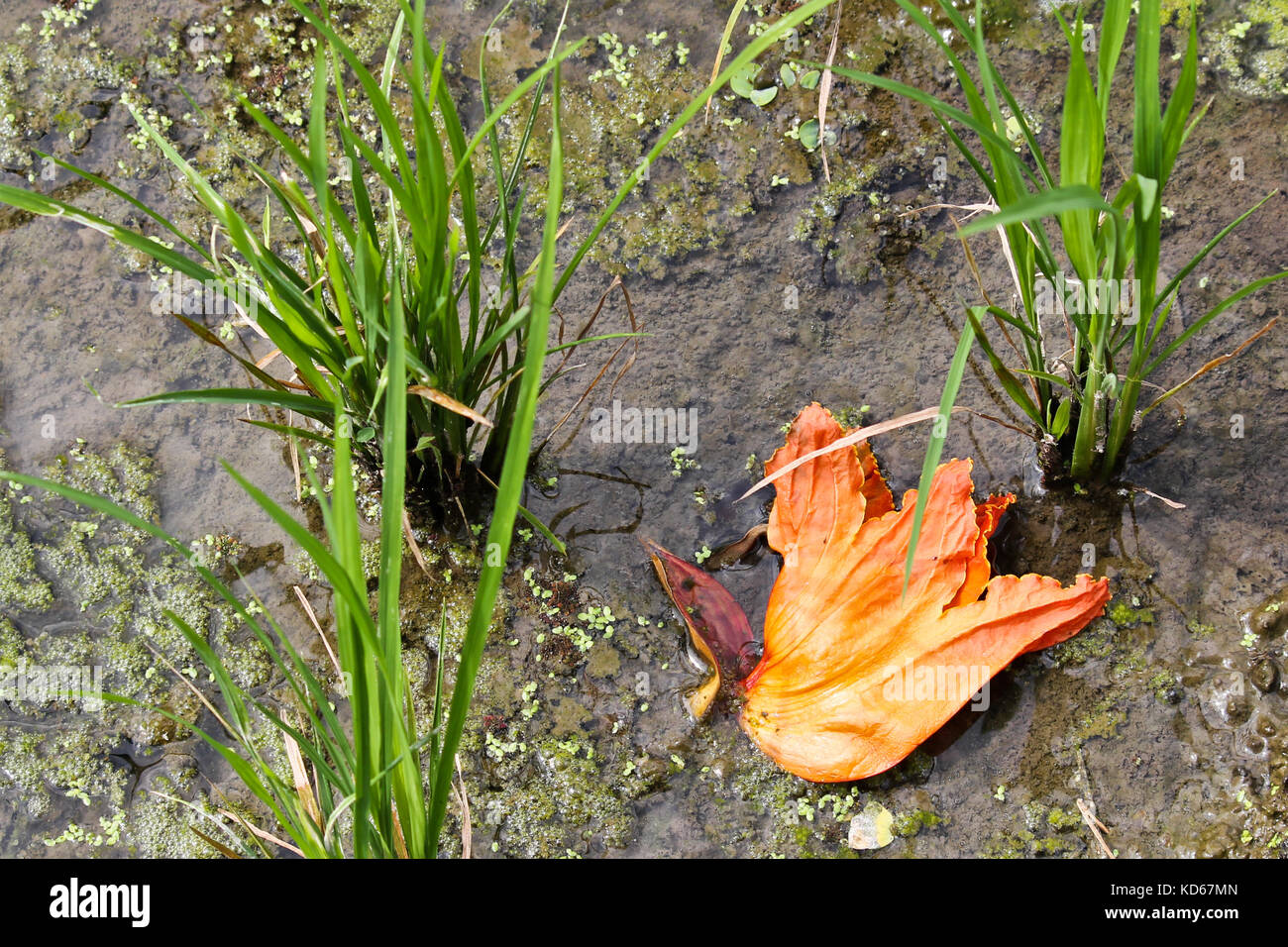 Titolo: 'Still' vita in risaia - Macchie di colore nei campi di riso di Ubud, Bali (Indonesia) Foto Stock