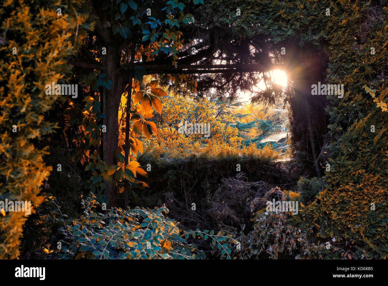 Travi del sole attraverso la finestra naturale di a. foresta frondosa Foto Stock