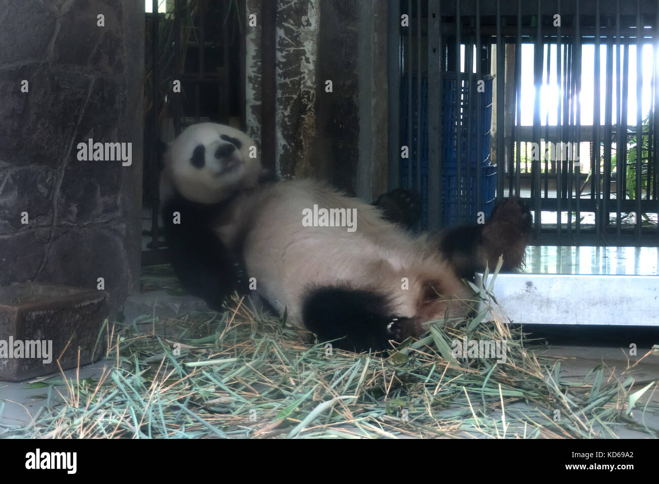 Chengdu research base del panda gigante, allevamento o panda base, a Chengdu, Cina, Asia. animale selvatico in appoggio, la fauna, la natura, la fauna selvatica, mammifero. animale in Foto Stock