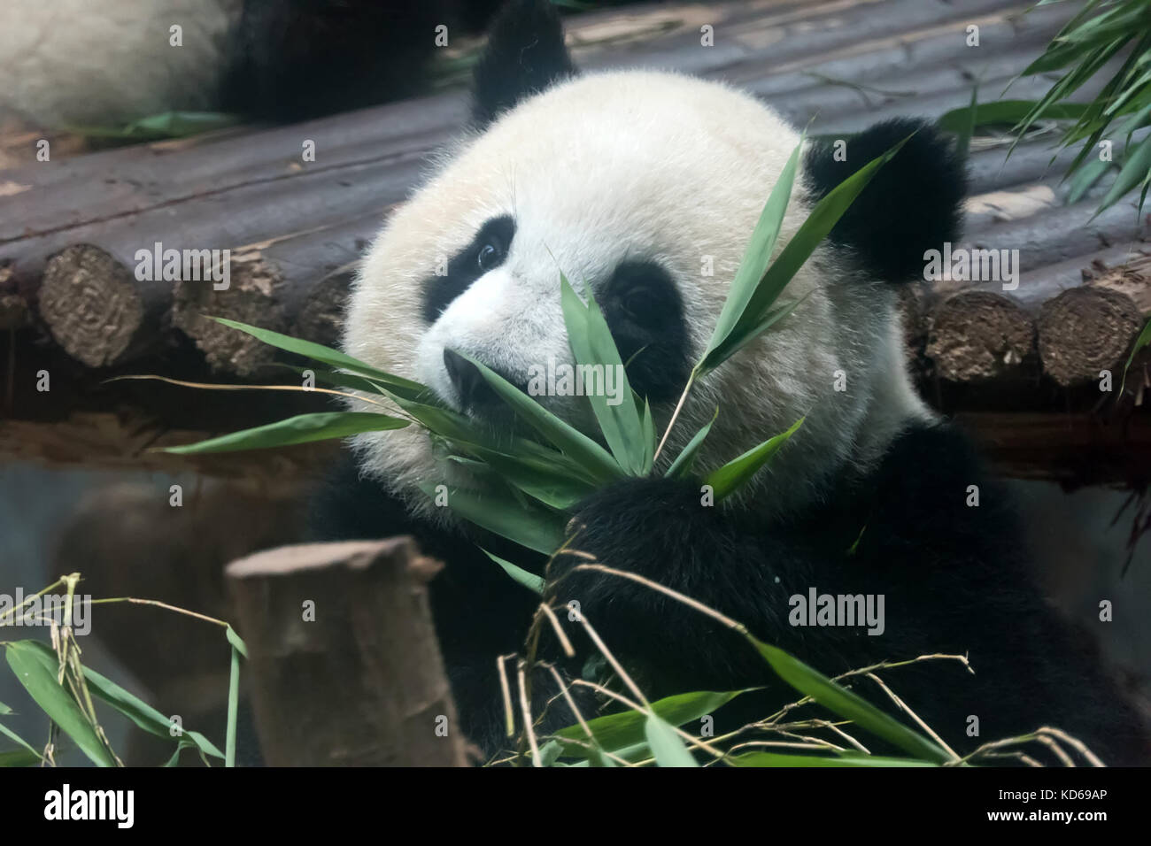 Chengdu research base del panda gigante di allevamento in Cina, Asia. animale selvatico di mangiare il bambù. animale in zoo, giardini zoologici, centro di salvataggio Foto Stock