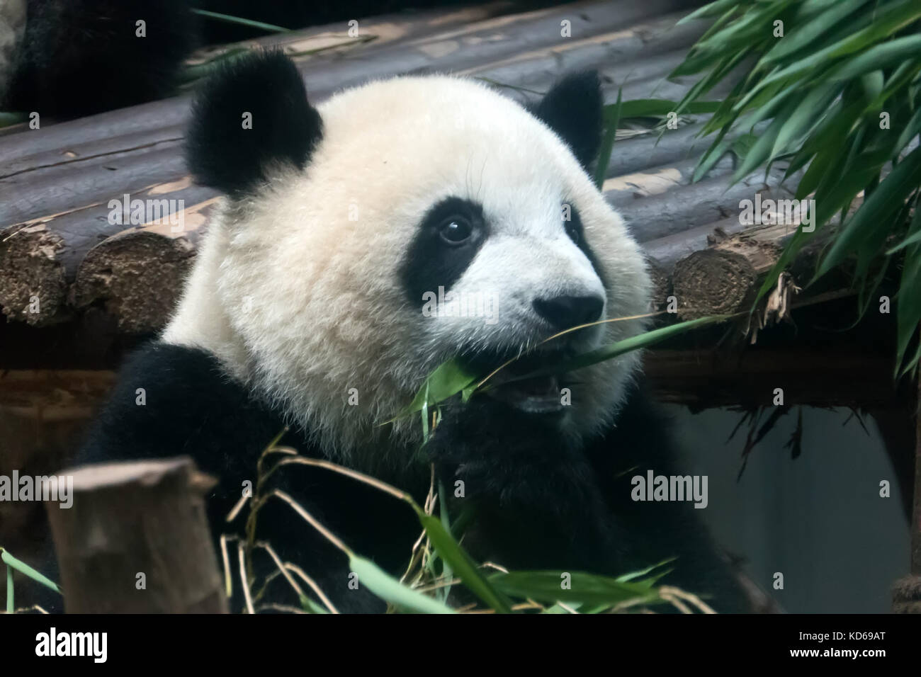 Chengdu research base del panda gigante di allevamento in Cina, Asia. animale selvatico di mangiare il bambù. animale in zoo, giardini zoologici, centro di salvataggio Foto Stock