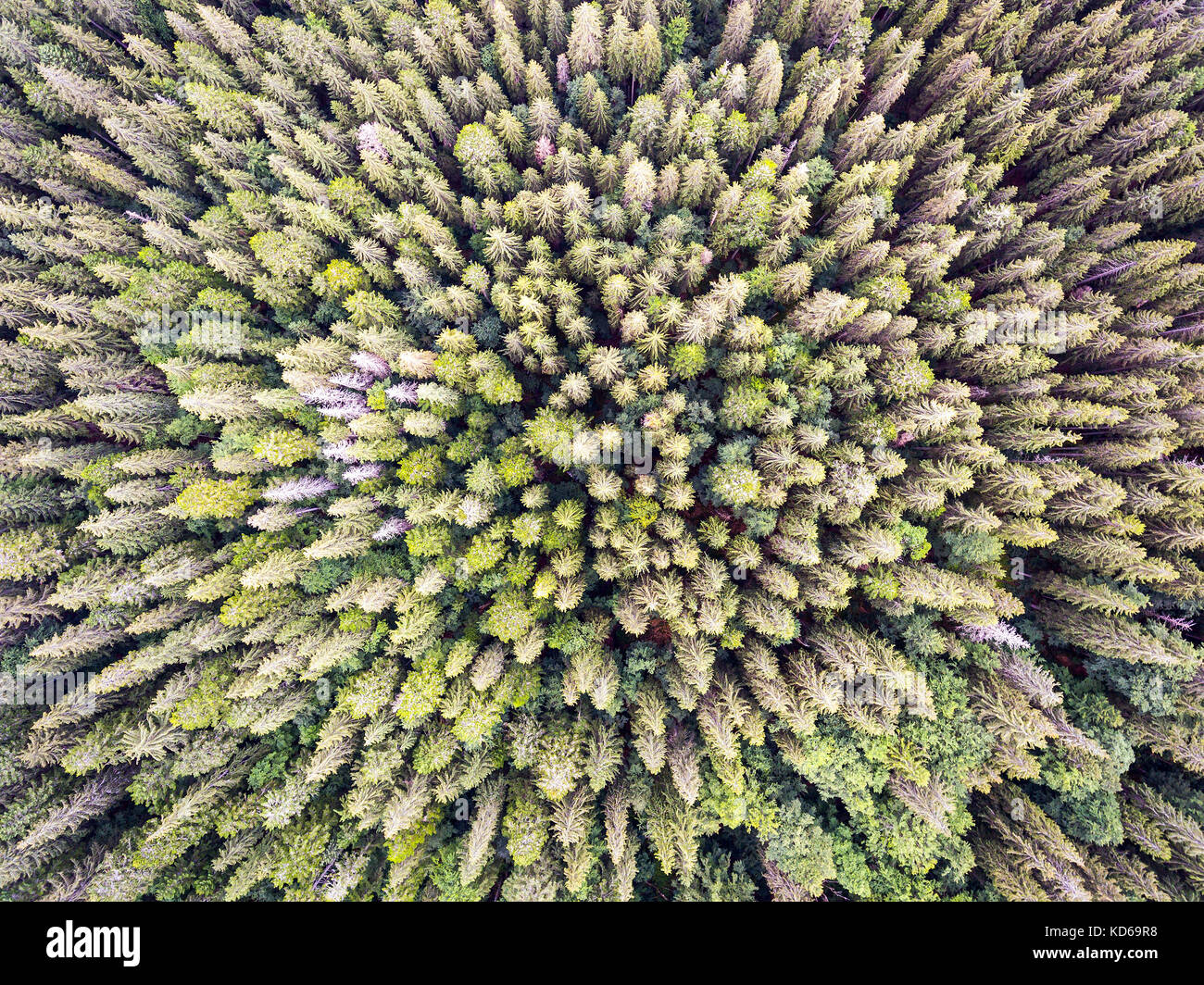 Bella foto panoramica sulle cime della foresta di pini. vista aerea. dall'alto. Foto Stock