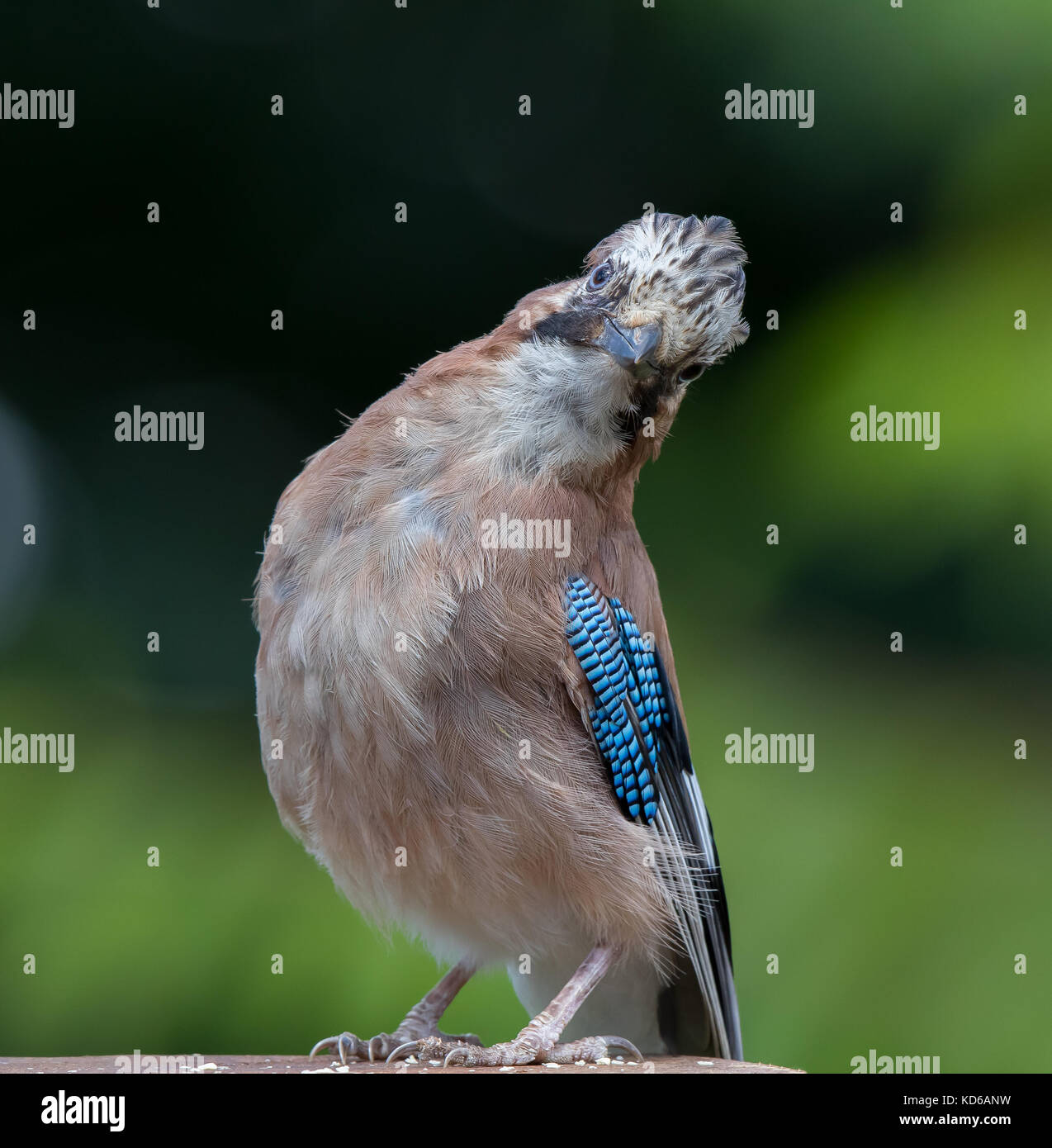 Dettaglio vista frontale primo piano, selvatico giovane UK jay uccello (Garrulus glandarius) isolato all'aperto, naturale UK bosco giardino, divertente posa. Uccelli britannici. Foto Stock