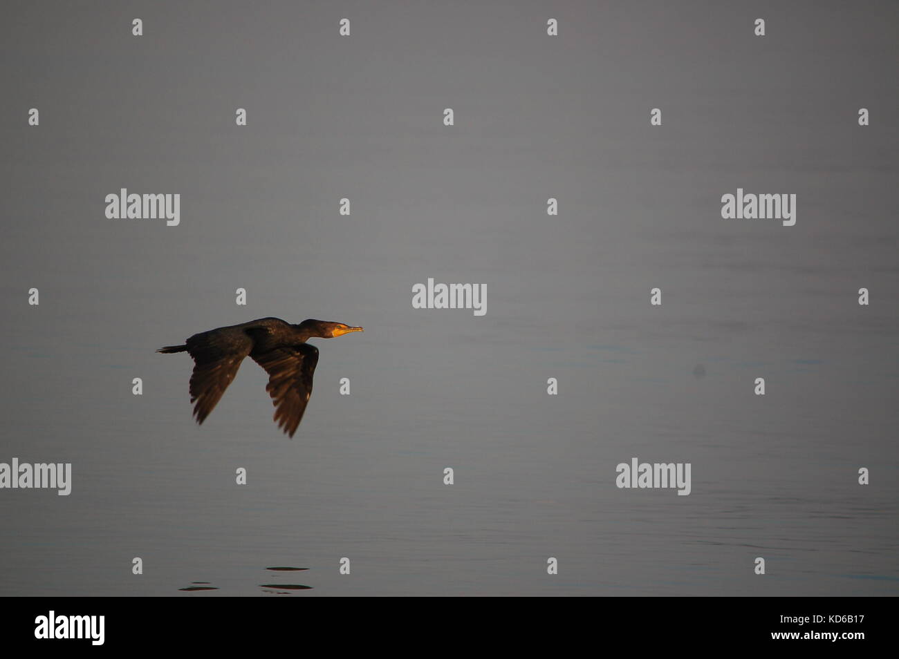 Uccello volando sopra la baia Foto Stock
