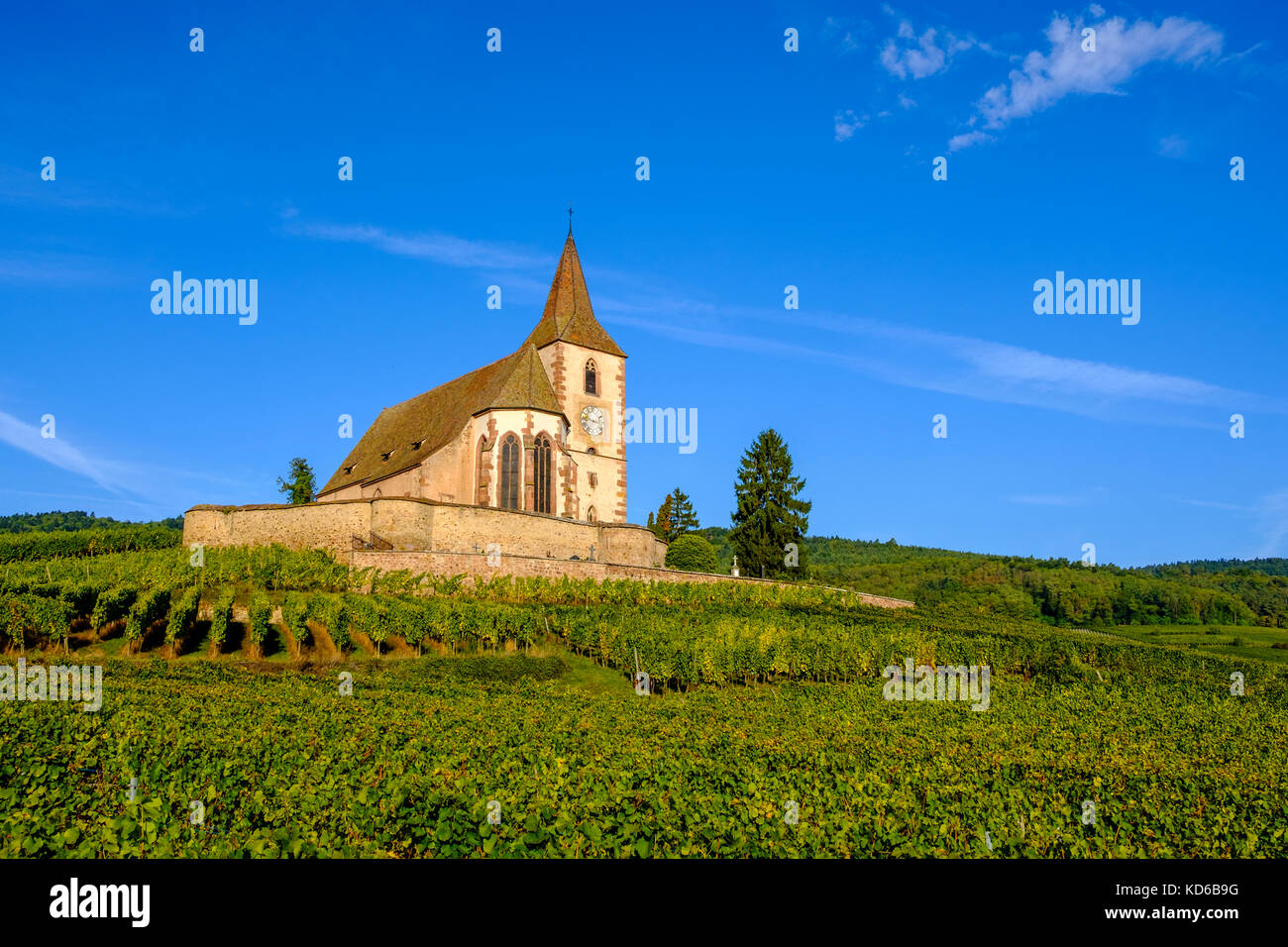 Chiesa ecumenica saint-jacques-le-majeur è situato tra i vigneti che circondano il villaggio storico ai piedi delle colline in Alsace Foto Stock