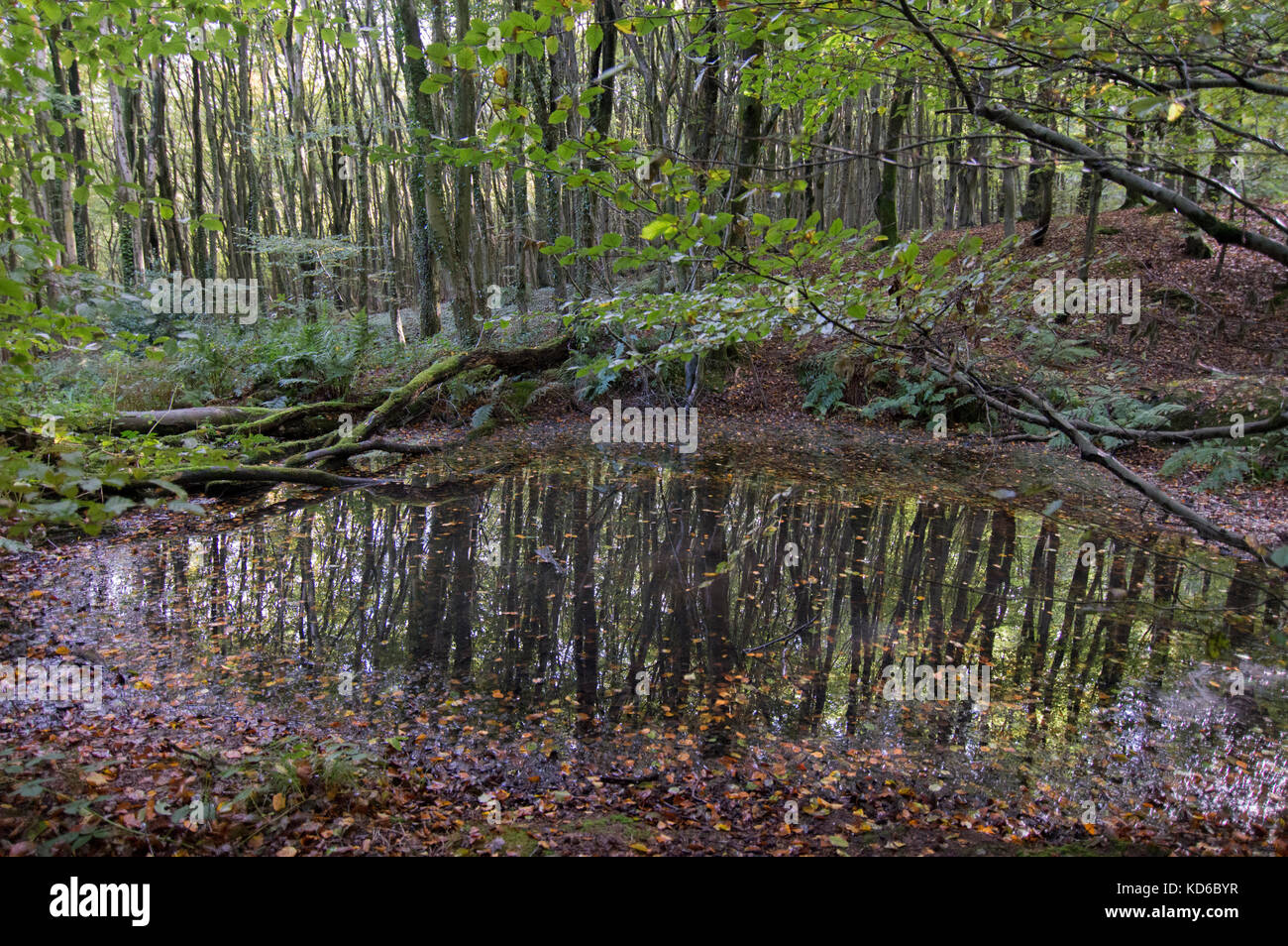 Oasi nella foresta, riflessi nello stagno - foto Foto Stock