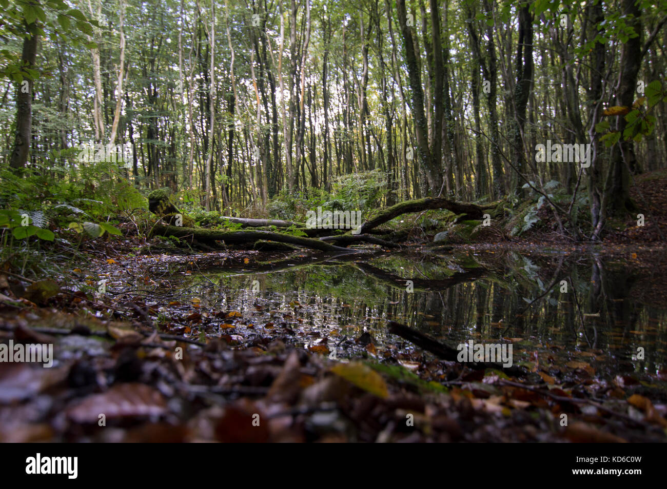 Oasi nella foresta, riflessi nello stagno - foto Foto Stock