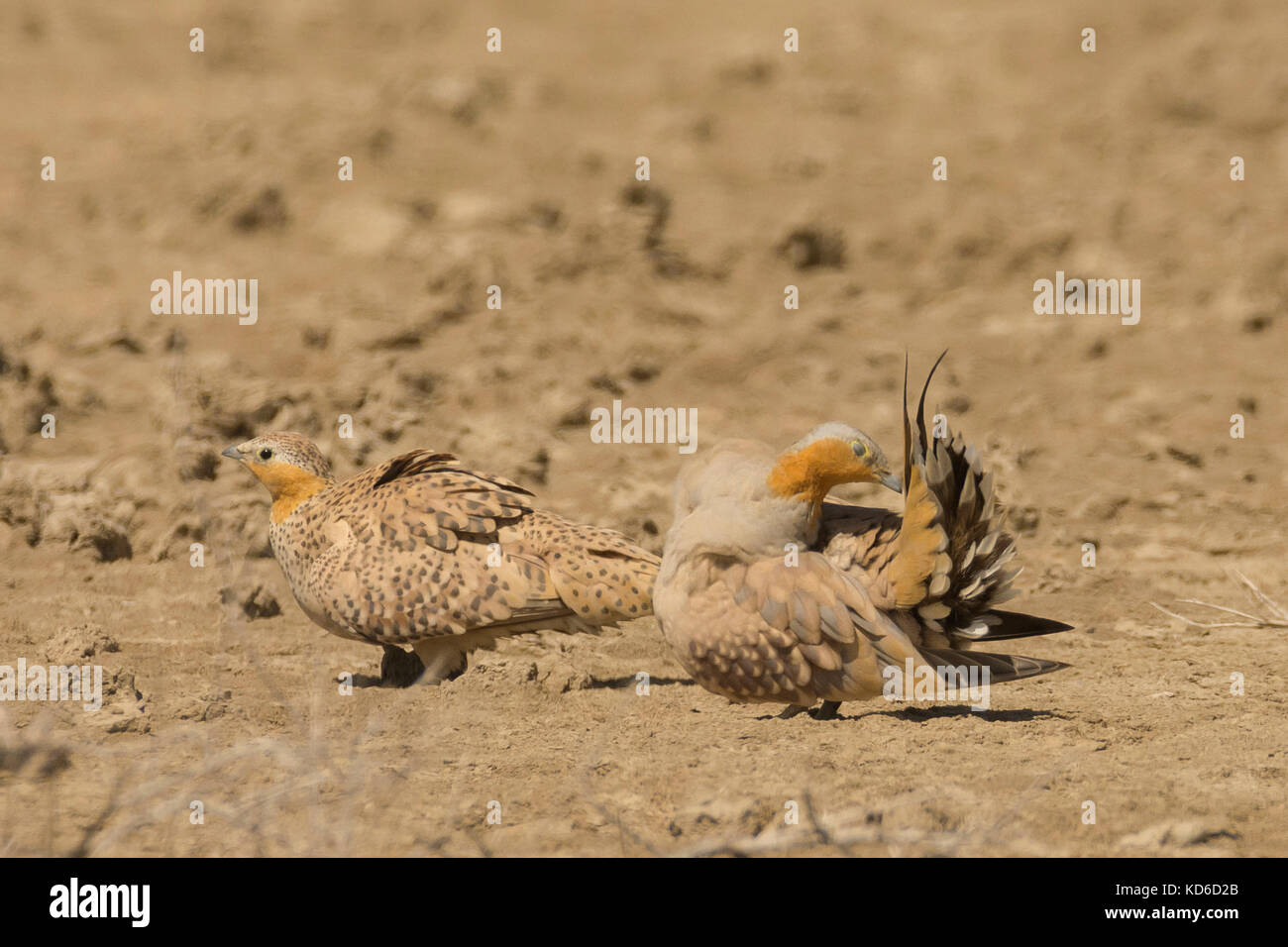 Macchiato Sandgrouse (Pterocles senegallus) a Rann più grande di Kutch, Gujarat, India Foto Stock