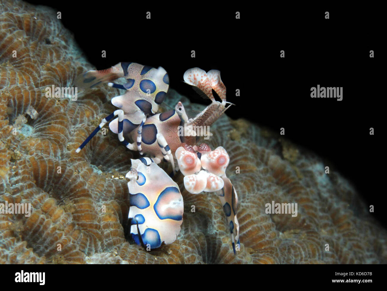 Arlecchino gamberetti (Hymenocera elegans), Lembeh strait, INDONESIA Foto Stock