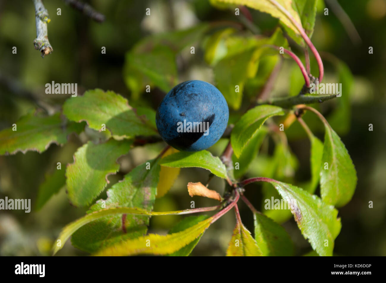 Macro di sloe drupa bacche su native siepe prugnolo bush in Inghilterra saxtead isole britanniche mature deep blue drupa autunno e inverno bacche Foto Stock