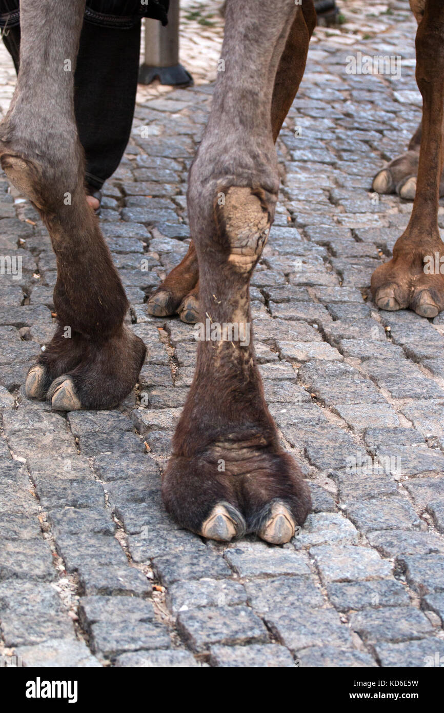 Vista ravvicinata dei piedi di cammello nel festival medievale. Foto Stock