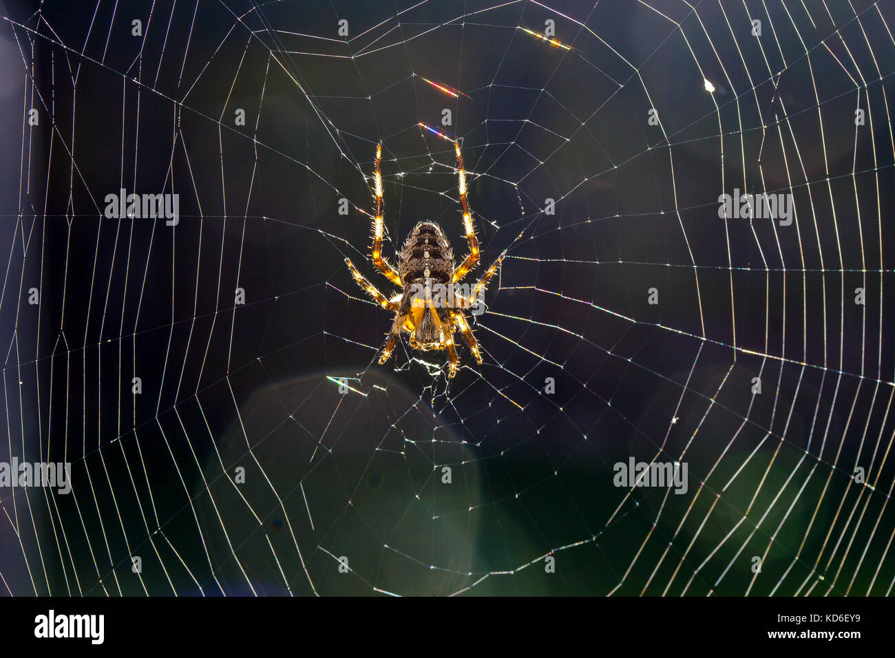Giardino spider sul web Foto Stock