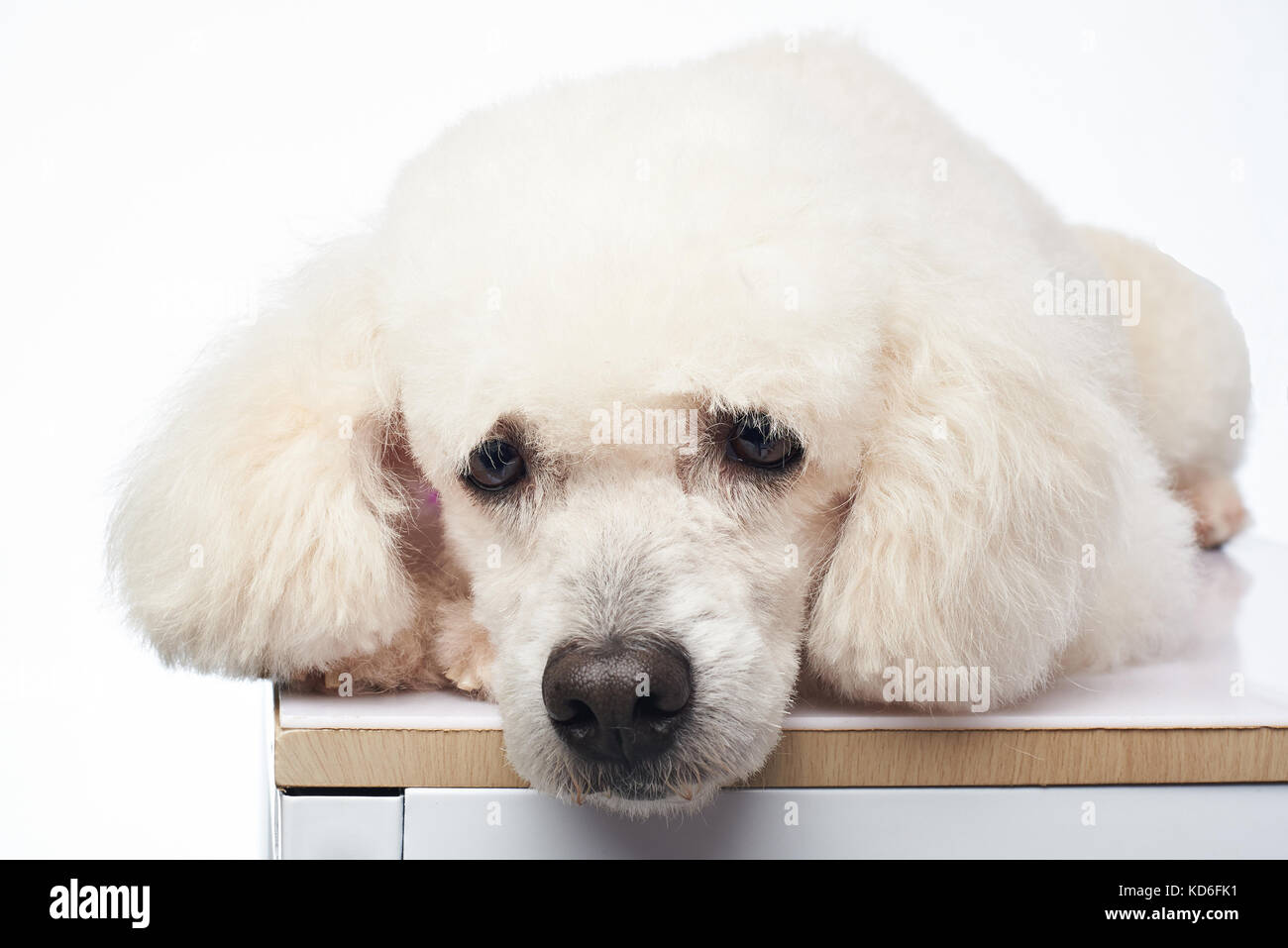 Carino bianco cane barboncino gettare sul tavolo isolato su sfondo Foto Stock