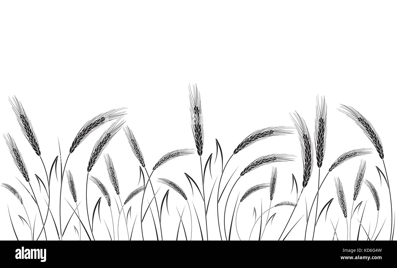 Grano nero isolato su sfondo bianco Illustrazione Vettoriale