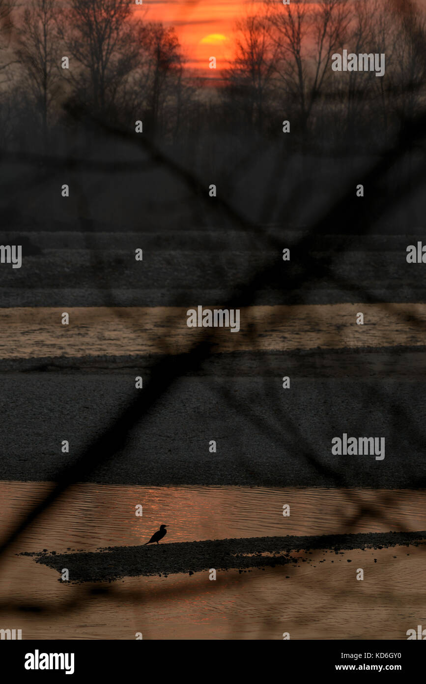 Silhouette di cormorani sul fiume tramonto Foto Stock