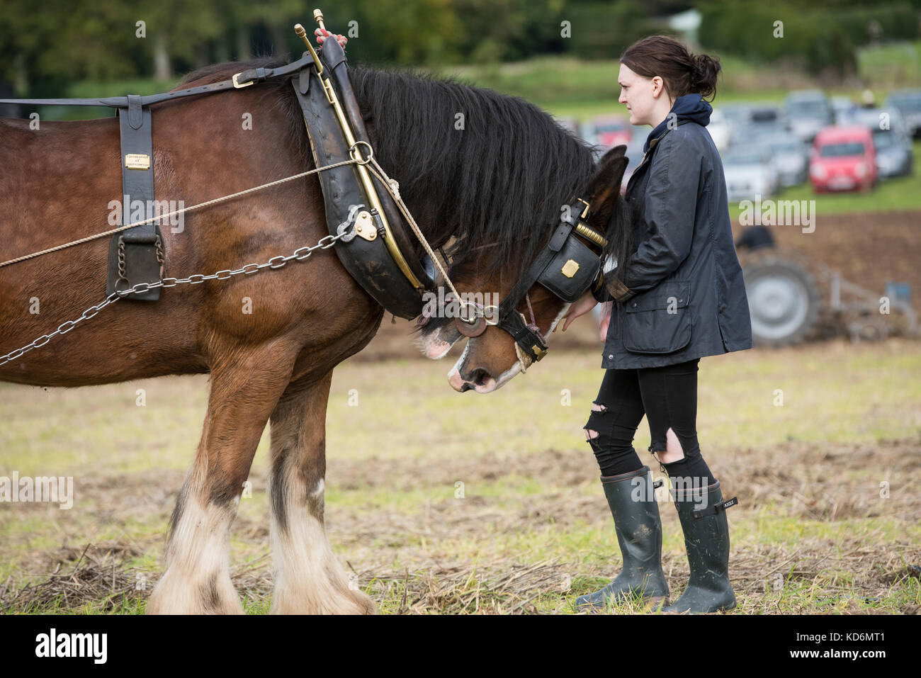 Shire horse e il gestore a Weald and Downland Open Air Museum, Campagna autunno mostra, Singleton, Sussex, Inghilterra Foto Stock