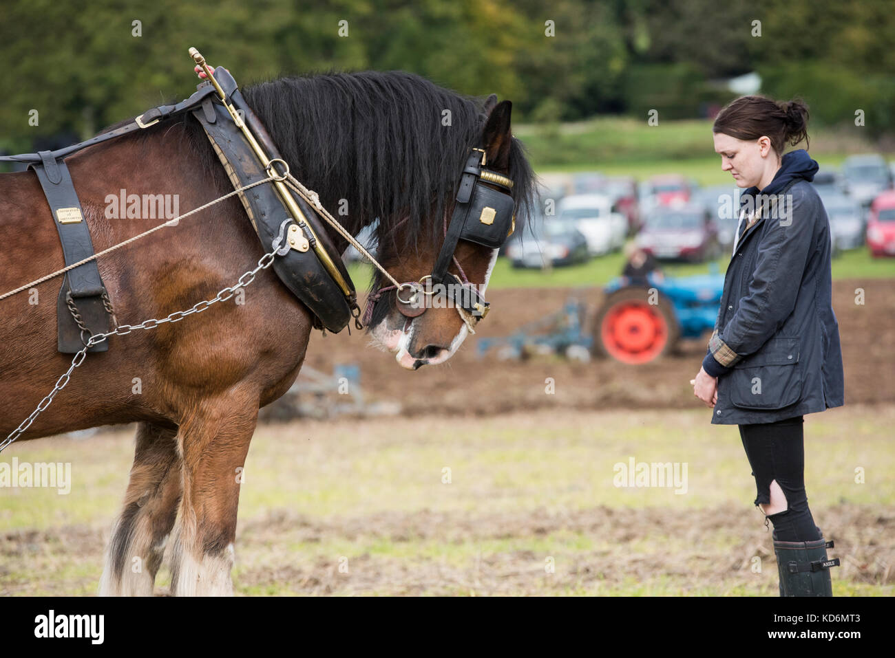 Shire horse e il gestore a Weald and Downland Open Air Museum, Campagna autunno mostra, Singleton, Sussex, Inghilterra Foto Stock