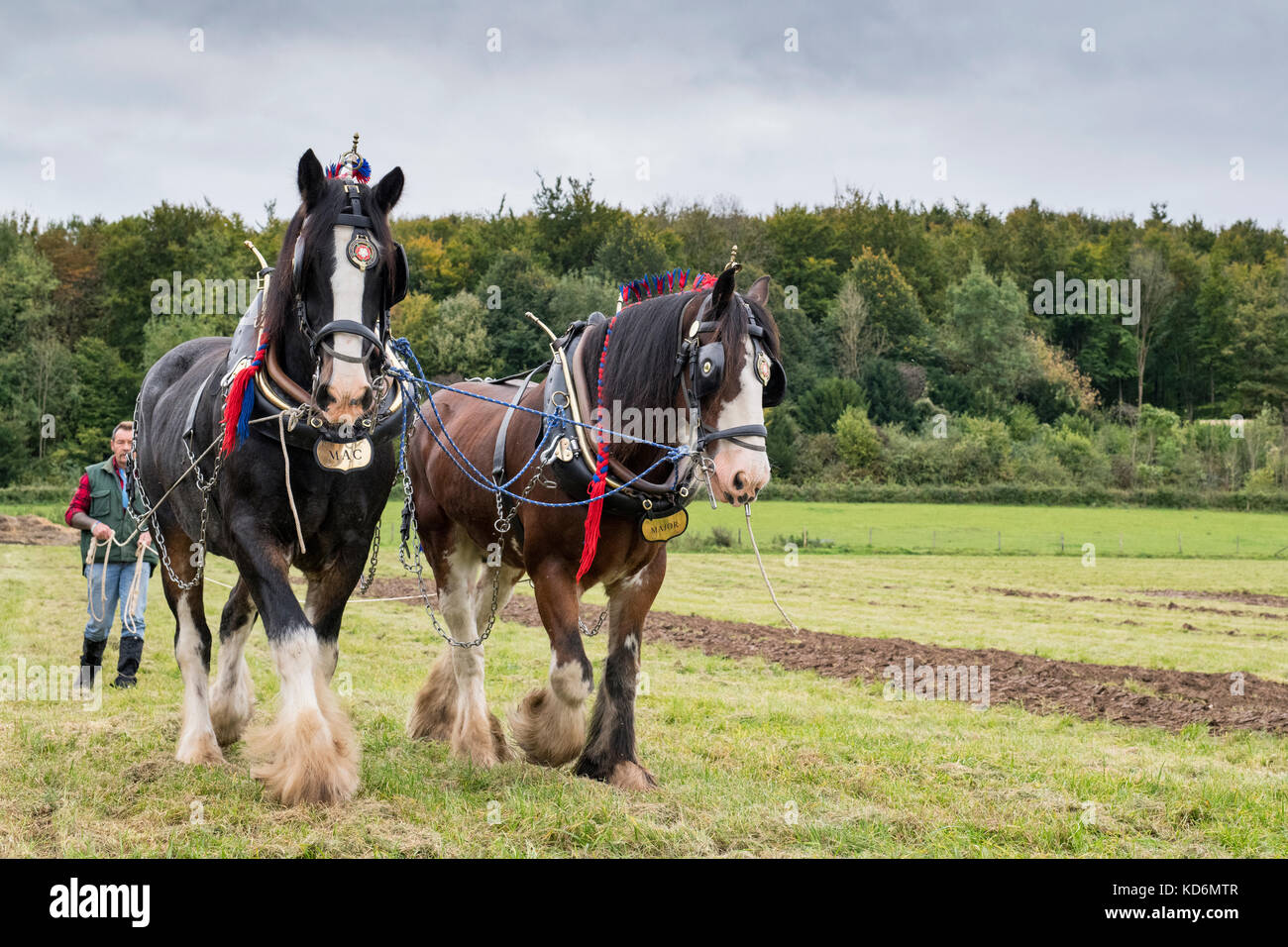 Shire cavalli a Weald and Downland Open Air Museum, Campagna autunno mostra, Singleton, Sussex, Inghilterra Foto Stock