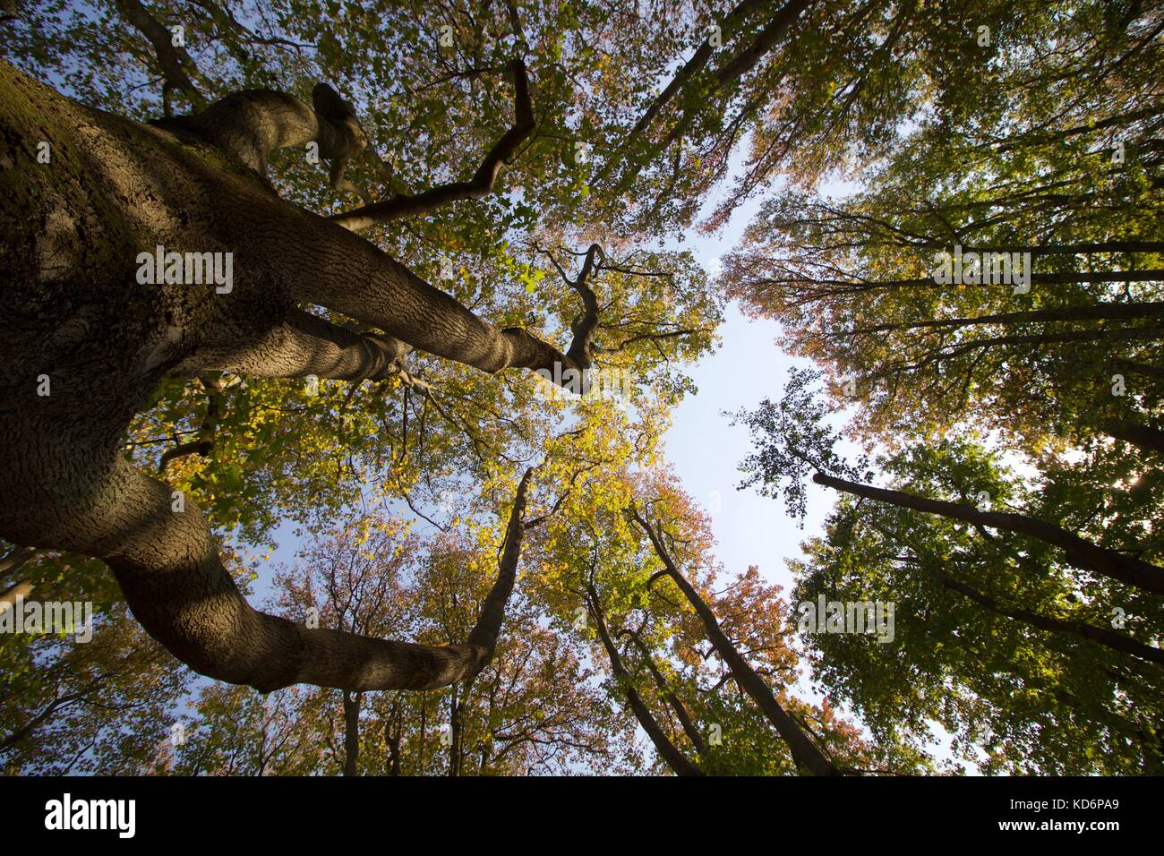 Jardim de Serralves, árvores, copa, folhas e troncos Foto Stock