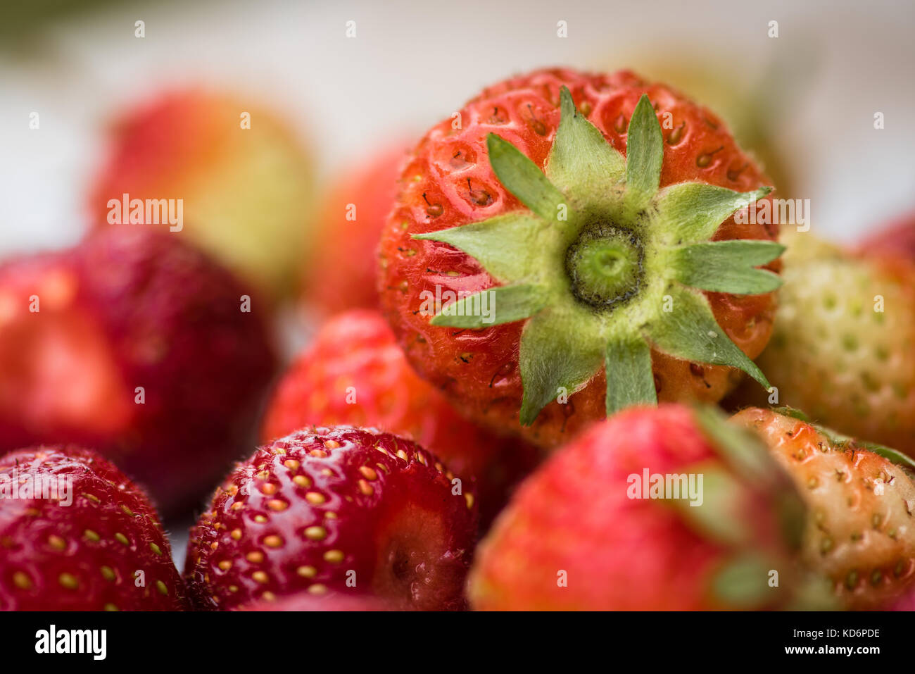 Vista ravvicinata di gruppo di fragole fresche. naturale. Senza conservanti. Foto Stock