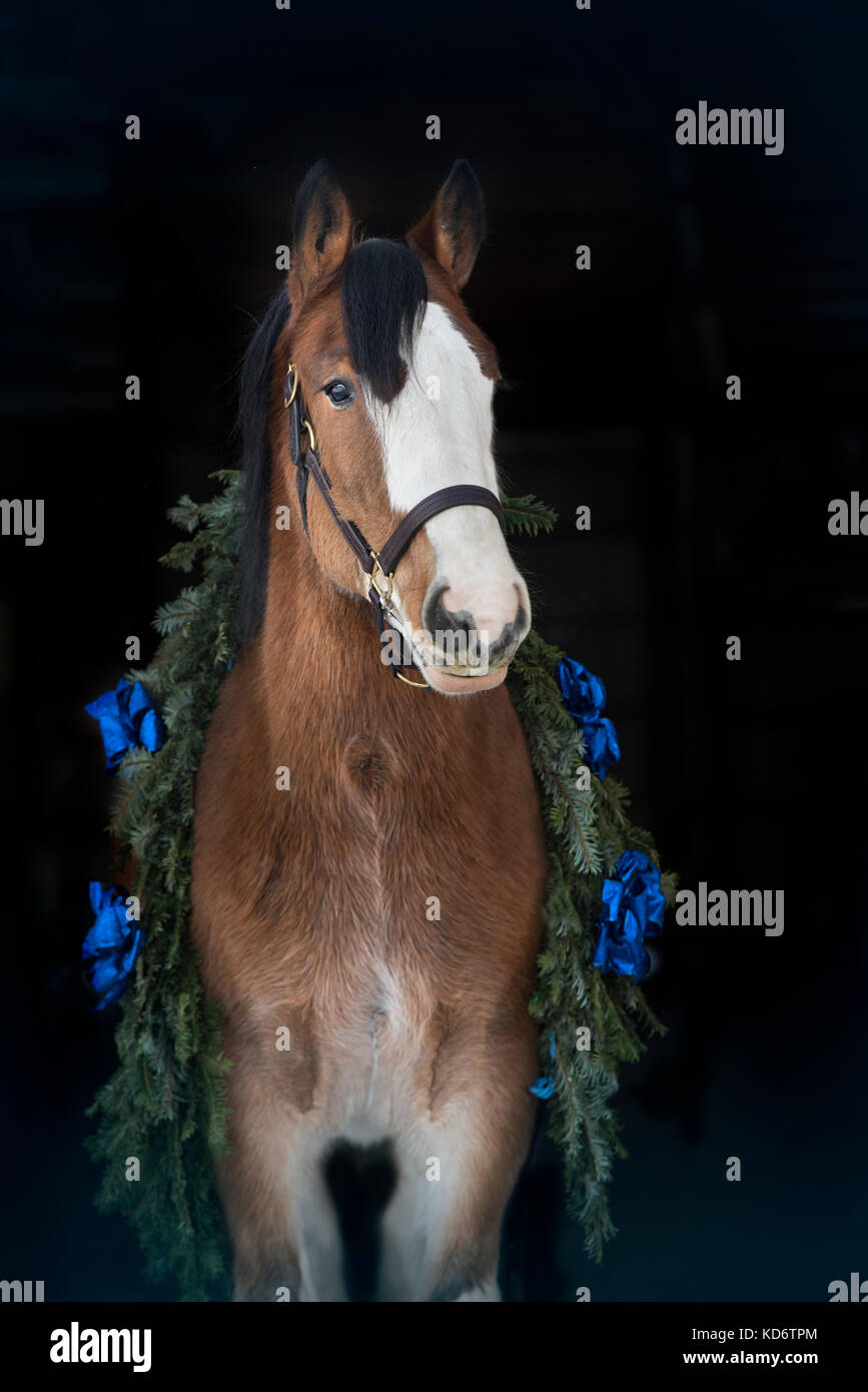 Clydesdale horse con un blu ghirlanda di Natale intorno al suo collo Foto Stock