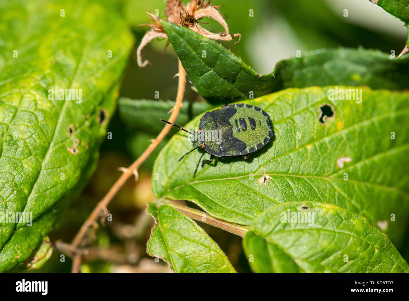 Comune di schermo verde bug (Palomena prasina), giovani o ninfa Foto Stock